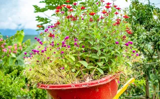 Pose de gazon en rouleau pour un jardin parfait à Montreuil.